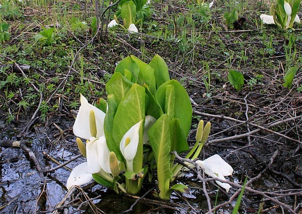 Calla palustris